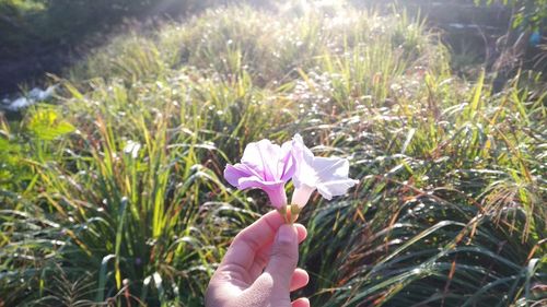 Close-up of hand on pink flowering plants on field