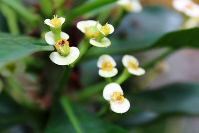 Close-up of white flowering plant