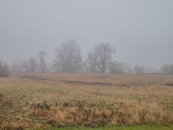 Trees on field against sky