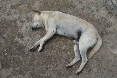 High angle view of a dog sleeping