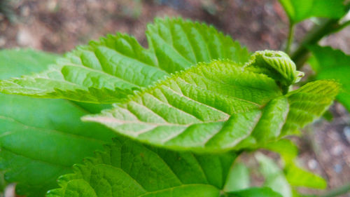 Close-up of green leaves