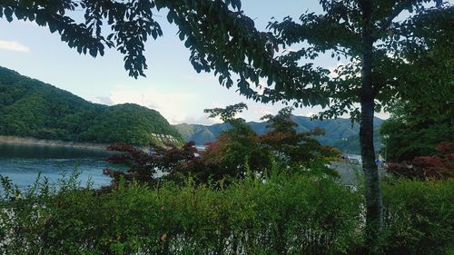 Scenic view of lake by trees against sky