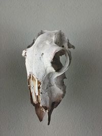 Close-up of animal skull