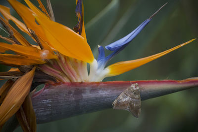 Close-up of yellow flowering plant