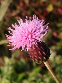 Close-up of insect on pink flower blooming outdoors