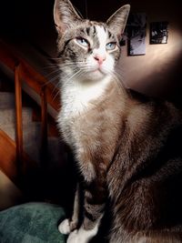 Cat sitting on cushion at home