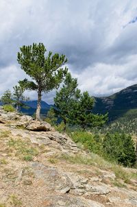 Trees on landscape against sky