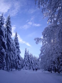 Snow covered land and trees against sky