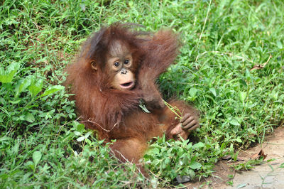 Monkey in a field