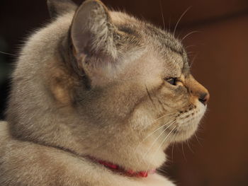 Close-up of cat looking away