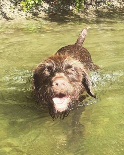 Close-up of dog swimming in river