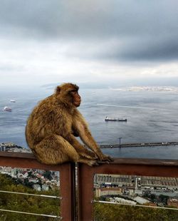 Monkey sitting on railing against sky