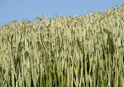 Low angle view of stalks in field against clear sky