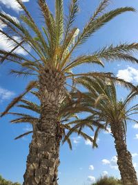 Low angle view of palm tree against blue sky