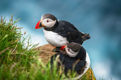 Close-up of bird perching on rock