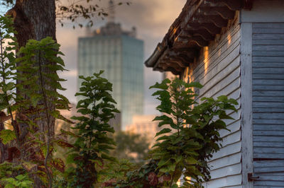 Low angle view of trees and building against sky