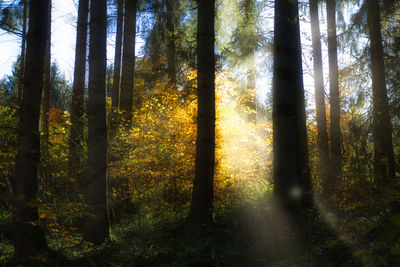 Sunlight streaming through trees in forest