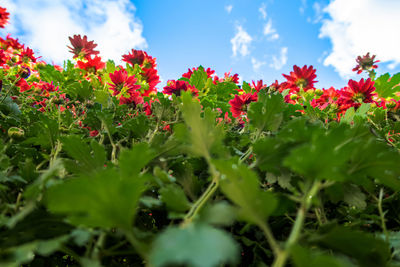 Close-up of red flowering plants on field against sky