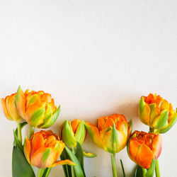Close-up of yellow tulips in vase against white background