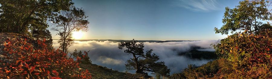 Panoramic view of trees against sky