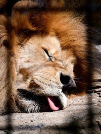 Close-up of a lion