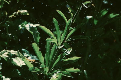 Close-up of wet plant growing on field