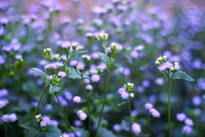 Close-up of purple flowering plant on field