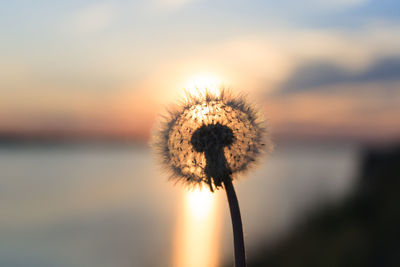 Close-up of dandelion against sky during sunset