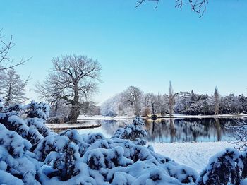 Snow covered bare trees against clear blue sky