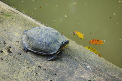 Close-up of tortoise in lake