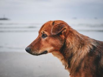 Close-up of dog looking away