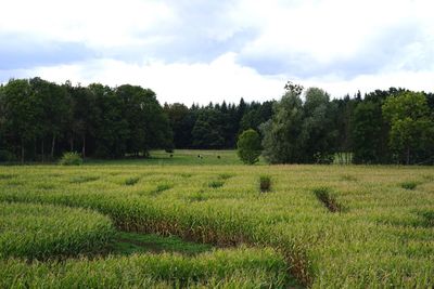 Trees on grassy field against cloudy sky