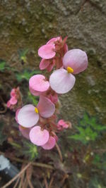 Close-up of pink flowers blooming outdoors