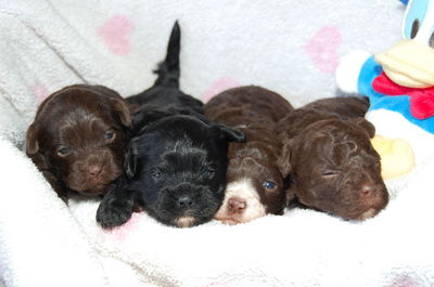 Close-up of puppy