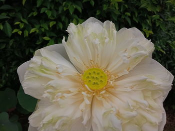 Close-up of white flowering plant