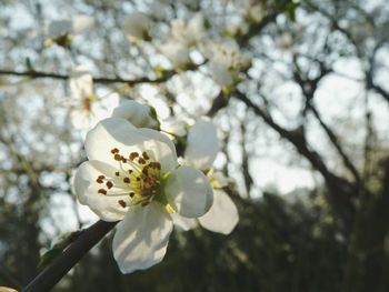 Close-up of white flowers