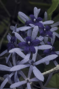 Close-up of purple flowers