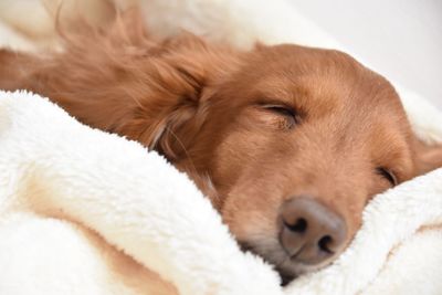 Close-up of brown dachshund sleeping on bed at home