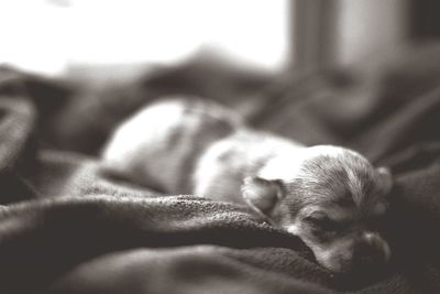 Close-up of puppy resting at home