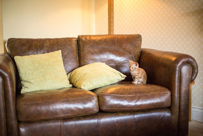 Armchair on sofa at home