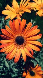 Close-up of yellow flower