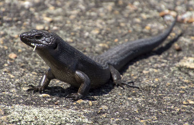 Kings skink. 30cm or so long and quite friendly if you have food