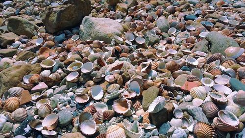 Full frame shot of pebbles