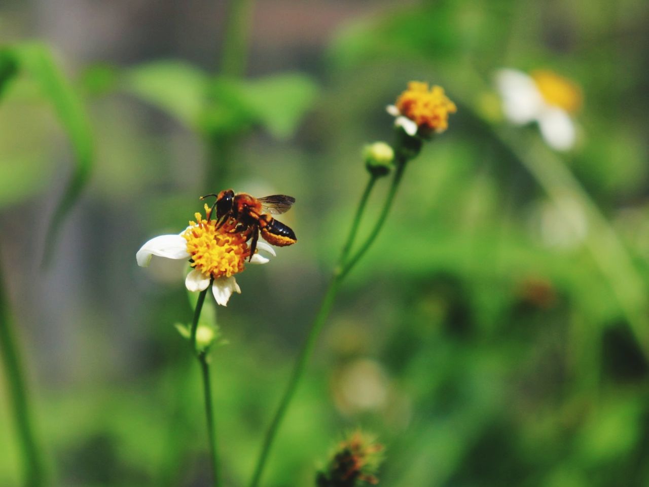 flowering plant, flower, plant, freshness, fragility, growth, vulnerability, beauty in nature, petal, flower head, close-up, inflorescence, nature, focus on foreground, animal, animal themes, animals in the wild, insect, day, one animal, no people, pollen, pollination, outdoors