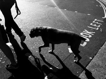 High angle view of dog walking on street