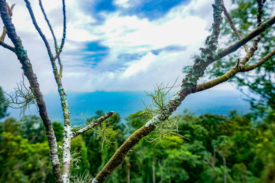 Low angle view of tree against sky