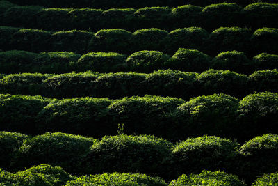 Full frame shot of plants