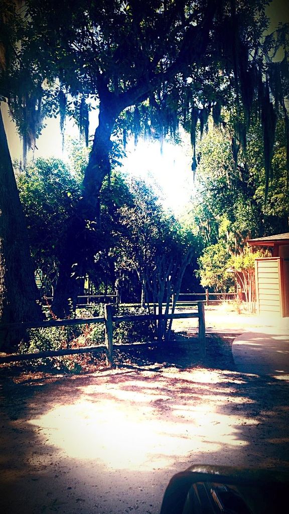 tree, plant, sunlight, nature, growth, day, no people, outdoors, sunbeam, park, road, land, lens flare, tranquility, shadow, beauty in nature, sunny, architecture, transportation, park - man made space