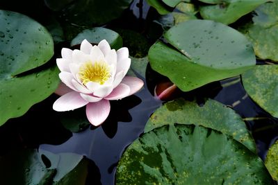 Close-up of lotus water lily in lake