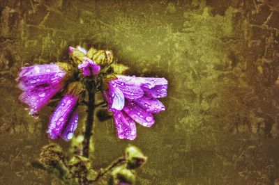 Close-up of purple flowers